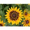 Rudbekia SmileyZ Party (2)