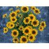 Rudbekia SmileyZ Party