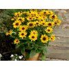 Rudbekia SmileyZ Party (4)