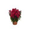 Flox metlinatý Early Red