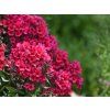 Flox metlinatý Early Red (3)