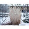 Okrasné trávy Ozdobnica obrovská (3)
