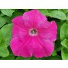 Letnčky Petúnia Surfínia Conchita Grande Pink(2)