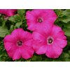 Letnčky Petúnia Surfínia Conchita Grande Pink(3)