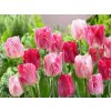 Cibuloviny Tulipán Hemisphere 3 ks v kont. 0,5 l