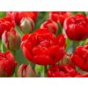 Cibuloviny Tulipán Double Red 3 ks v kont. 0,5 l
