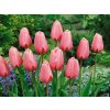 Cibuloviny Tulipán Pink Impression 3 ks v kont. 0,5 l