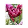 Cibuloviny Tulipán Dream Touch 3 ks v kont. 0,5 l(1)
