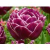 Cibuloviny Tulipán Dream Touch 3 ks v kont. 0,5 l(2)
