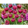 Cibuloviny Tulipán Dream Touch 3 ks v kont. 0,5 l