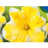 Cibuloviny Narcis Cassata 3 ks v kont. 0,5 l(1)