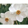 Cibuloviny Narcis Recurvus 3 ks v kont. 0,5 l(1)