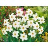 Cibuloviny Narcis Recurvus 3 ks v kont. 0,5 l