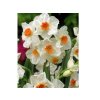 Cibuloviny Narcis Geranium 3 ks v kont. 0,5 l(1)