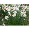 Cibuloviny Narcis Geranium 3 ks v kont. 0,5 l(3)