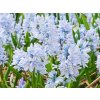 Cibuloviny Puškínia modrá 3ks v kont. 0,5 l
