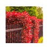 Okrasné dreviny Červienka fraserová Carre Rouge 20 30 cm, kont. 11 cm(1)