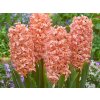 Hyacint Gipsy Queen, kont. 7 cm(1)