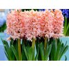 Hyacint Gipsy Queen, kont. 7 cm(2)