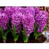 Hyacint Purple Sensation, kont. 7 cm(1)