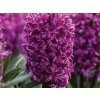 Hyacint Purple Sensation, kont. 7 cm(2)