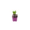 Hyacint Purple Sensation, kont. 7 cm