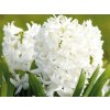 Hyacint White Pearl, kont. 7 cm(2)