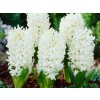 Hyacint White Pearl, kont. 7 cm(1)