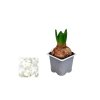 Hyacint White Pearl, kont. 7 cm