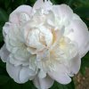 paeonia lactiflora gardenia peony