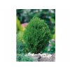Tuja západná Teddy 15-20 cm, kont. 9 cm