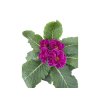 Prvosienka Rubens Purple, kont. 11 cm