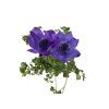 Veternica Harmony Blue, kvetináč 10,5 cm(1)
