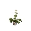 Veternica Harmony White, kvetináč 10,5 cm(3)