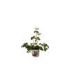 Veternica Harmony White, kvetináč 10,5 cm(4)