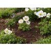 Veternica Harmony White, kvetináč 10,5 cm(5)