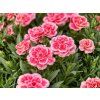 Klinček Raspberry Eyes Pink, kvetináč 10,5 cm(4)