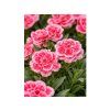 Klinček Raspberry Eyes Pink, kvetináč 10,5 cm(3)