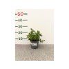 Mäta klasnatá Maroccan, kvetináč 14 cm(5)