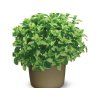 Mäta klasnatá Maroccan, kvetináč 14 cm(2)