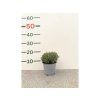 Tymián obyčajný Faustini, kvetináč 14 cm(5)