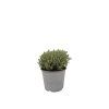 Tymián obyčajný Faustini, kvetináč 14 cm(6)