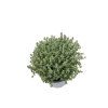 Tymián obyčajný Faustini, kvetináč 14 cm(7)