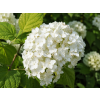 Hortenzia stromčekovitá Grandiflora2