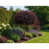 loropetalum black pearl