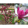 march till frost