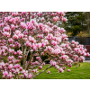 magnolia 61 4