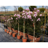 magnolia 61 1