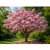 magnolia 61 3