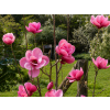 magnolia watermelon garden 1024x768